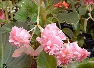 B. ‘Gustav Rose’